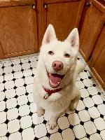 I am Shiro, and I am looking for a home
