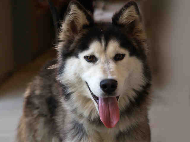 Balto
