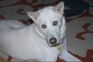 Trixie