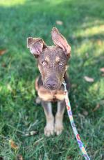 I am Chocolatte, and I am looking for a home