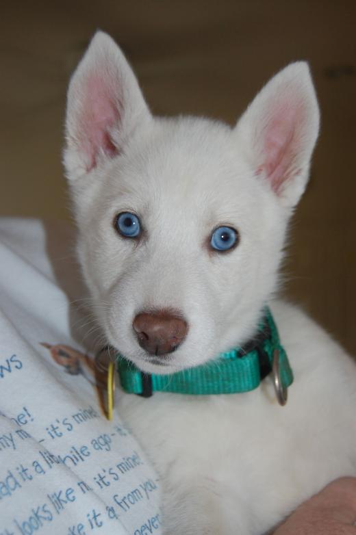 Green Collar