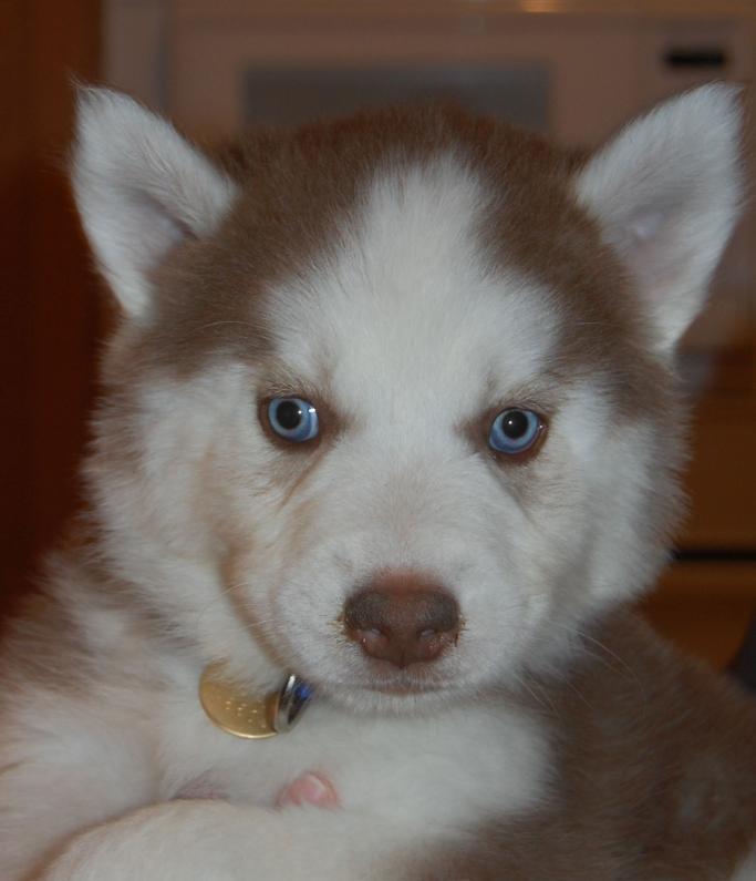 Jax