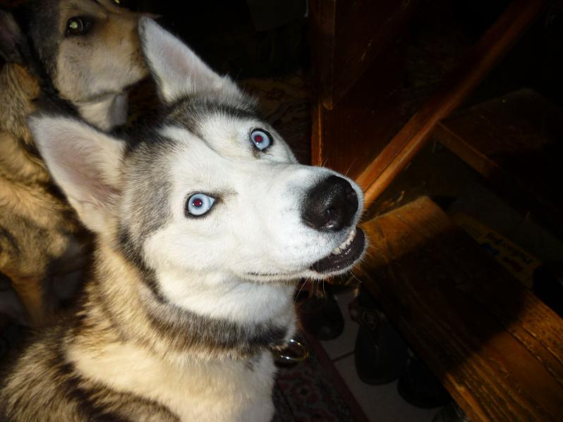 Kiya