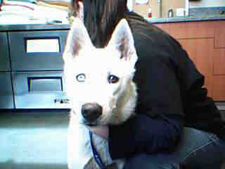 Koda