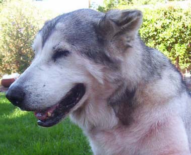 Loba