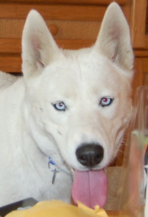 Loba