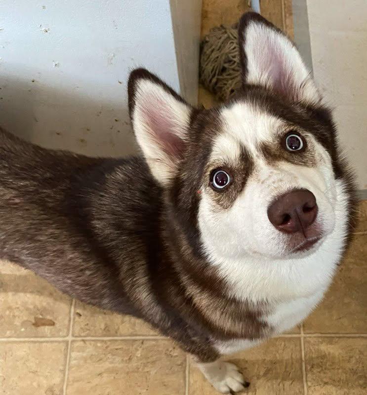 Lulu