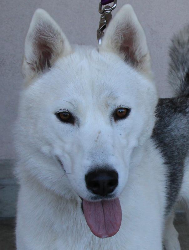 Miya
