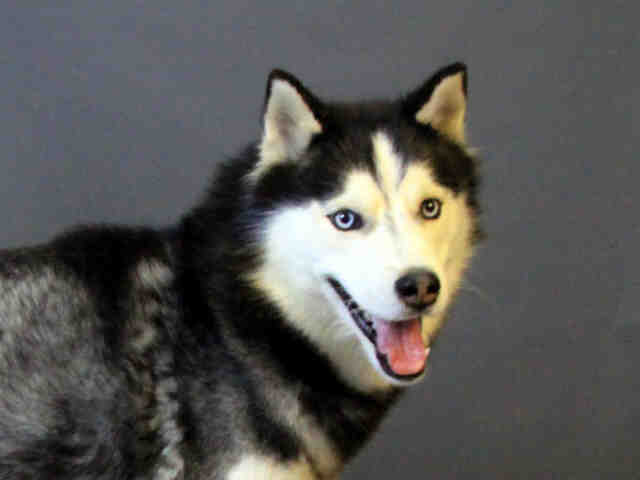 Nikko