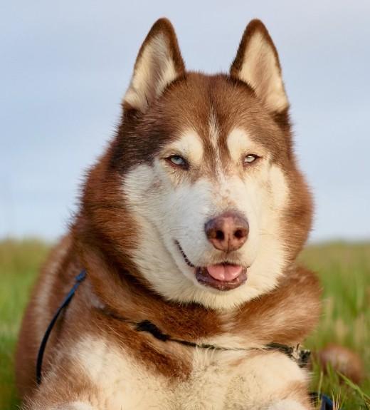 Odin
