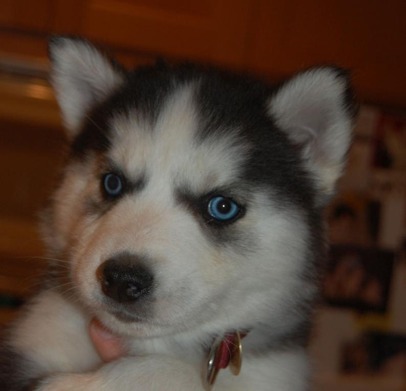 Opie