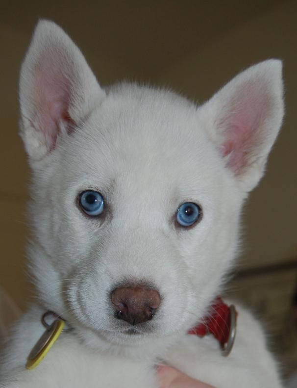 Red Collar