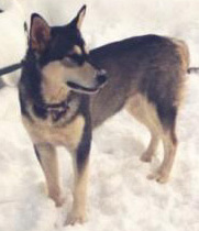 Rockie