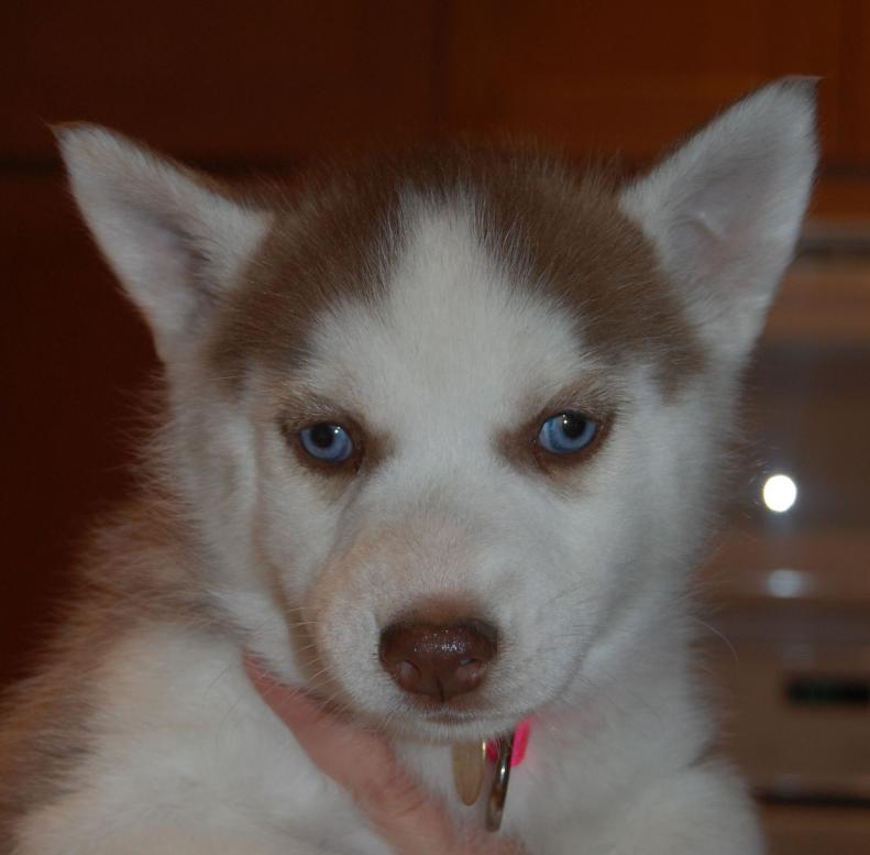 Rosie