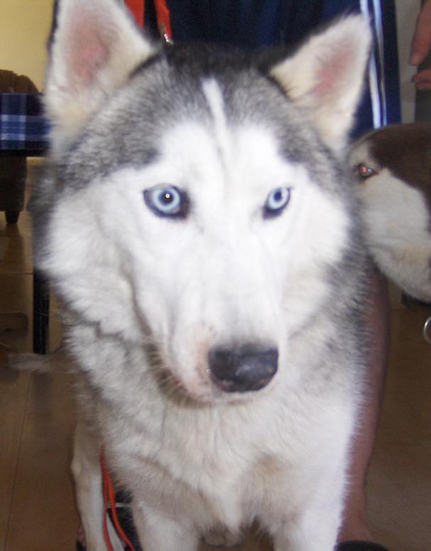 Sam (samson)