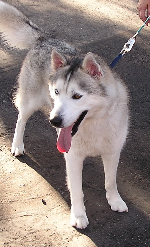 Tundra